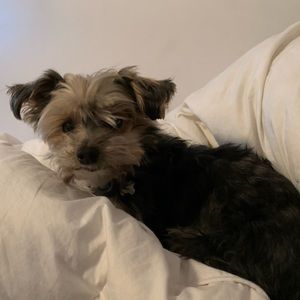 Meet your Posher, Haley